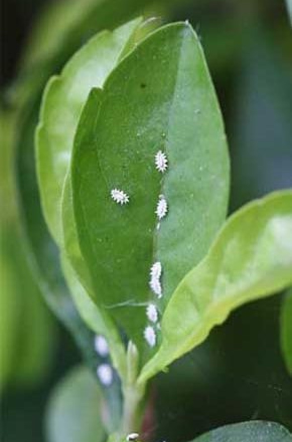 Control de plagas para jardinería en Barcelona