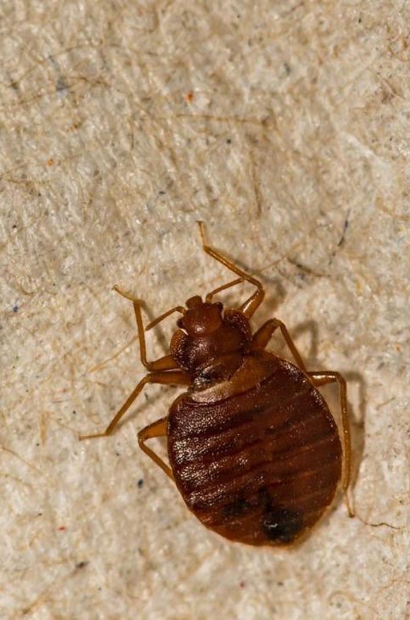 Control de chinches de cama en Barcelona