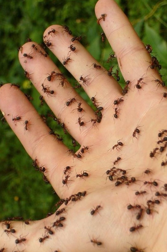 Eliminar plagas de hormigas en Barcelona - Baix Llobregat y Garraf