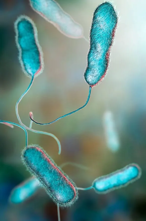 Control de Legionella en Lleida: Prevención y Tratamiento Efectivo Control de Legionella en Lleida: Prevención y Tratamiento Efectivo